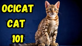 Ocicat Facts | Pros And Cons, Everything You Need To Know