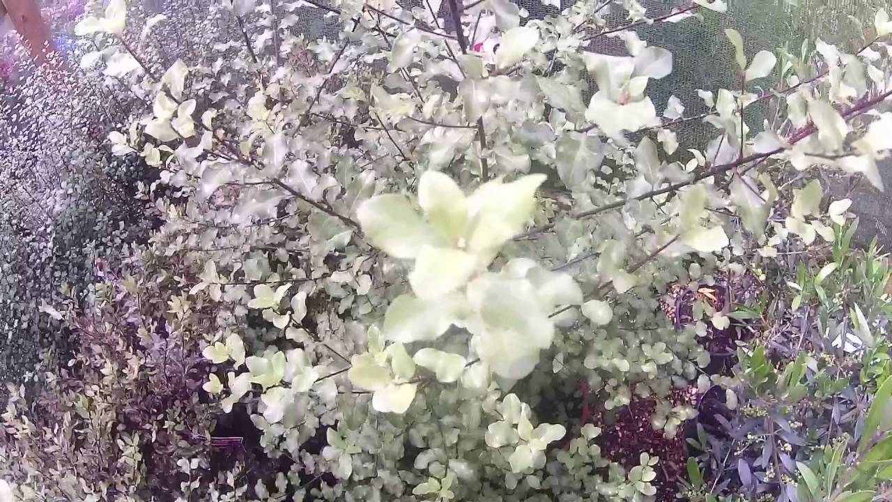 Pittosporum tenuifolium 'Wrinkled Blue' 10L at Big Plant Nursery in ...