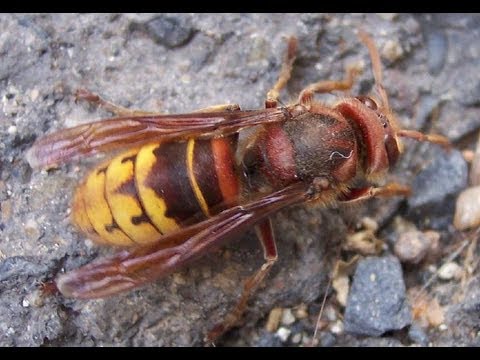 Raising a Giant Killer WASP-Hornet - YouTube