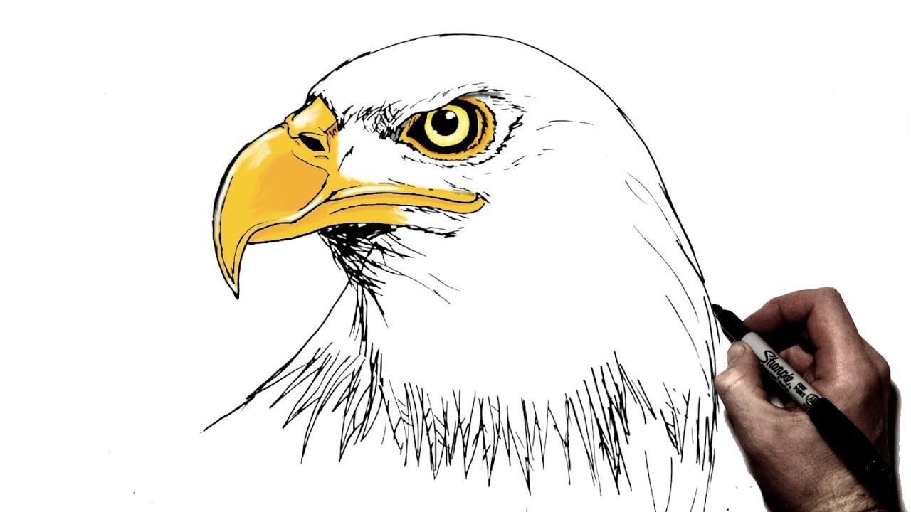 How To Draw A Eagle