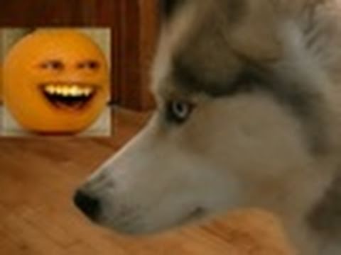 Siberian Husky Eats Annoying Orange! (Response to Mean Kitty Hates ...