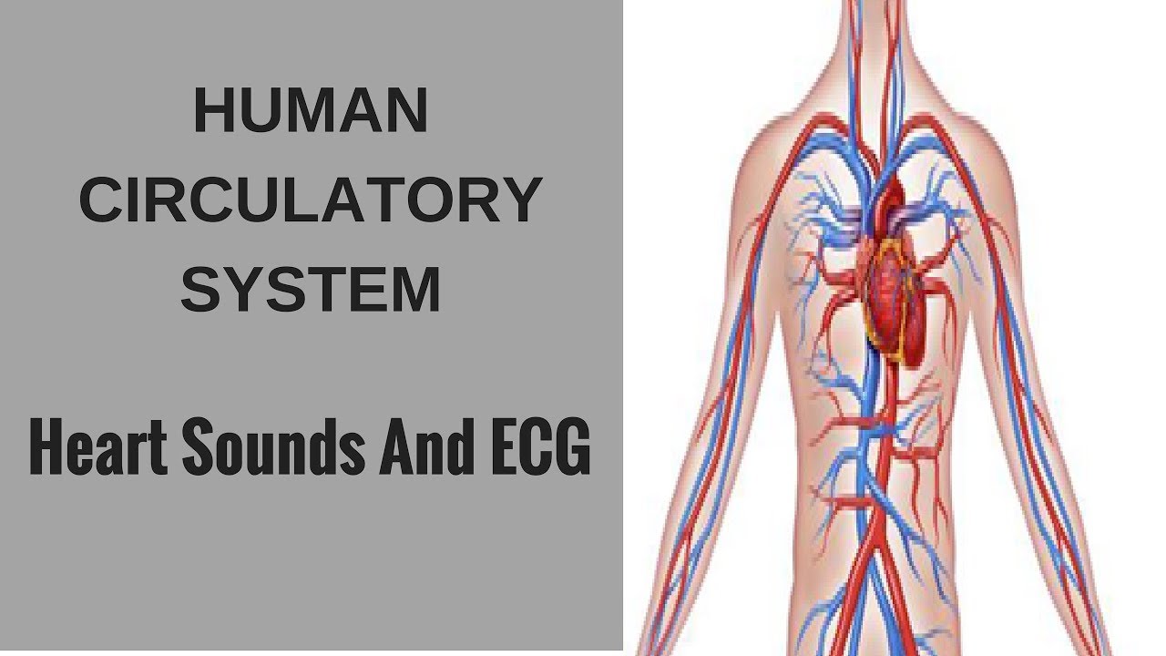 Human Circulatory System-Heart Sounds And ECG - YouTube