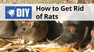 How to Get Rid of Rats