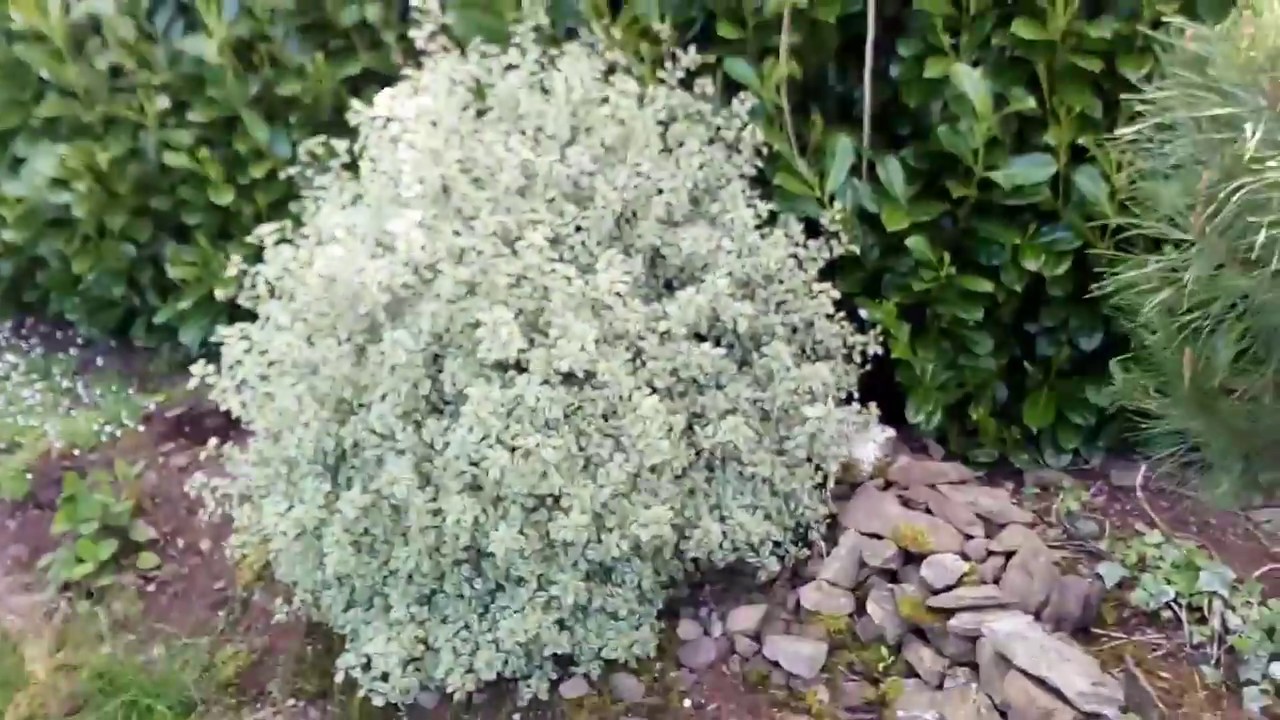 Pittosporum silver queen - YouTube