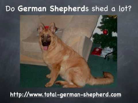 Do German Shepherds shed? - YouTube