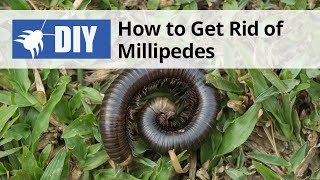 How to Get Rid of Millipedes