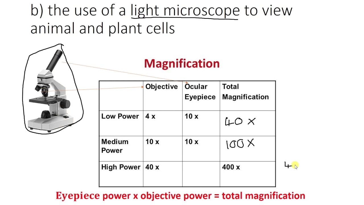 How To Compute Microscope Magnification