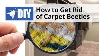 How to Get Rid of Carpet Beetles