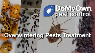 How to Get Rid of Overwintering Pests