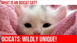 Explore the Fascinating History of the Ocicat Cat Breed!