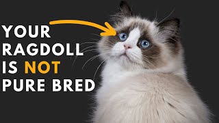 How to identify Your Ragdoll Cat is Pure Bred or Not