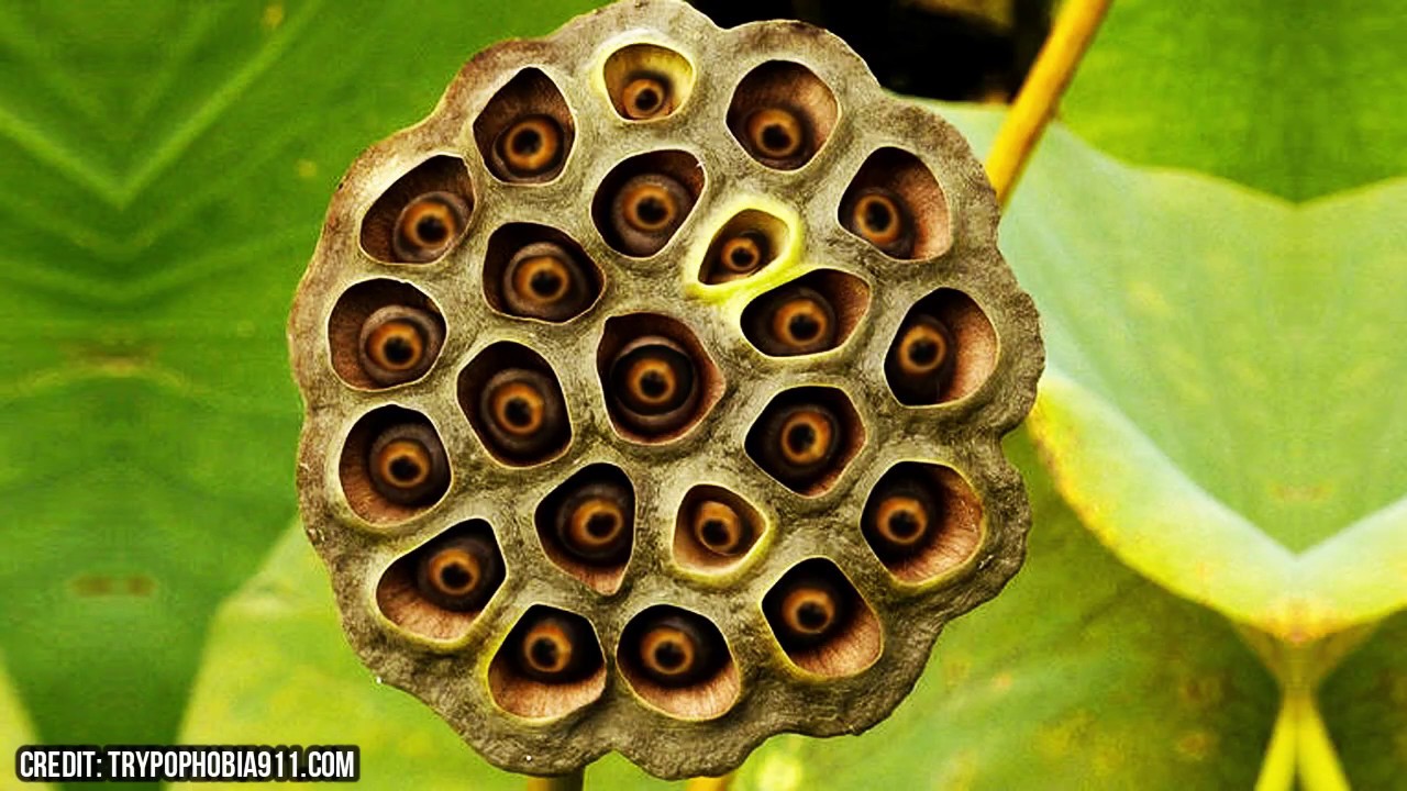 Plant Trypophobia! Holes In Plants! | vlr.eng.br