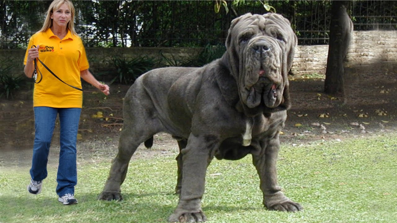 Video: The World's Top 10 Largest Dog