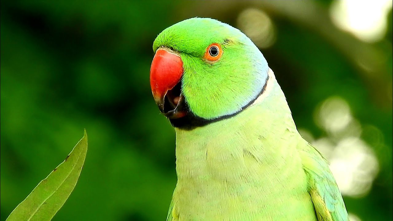 Parrot talking - YouTube