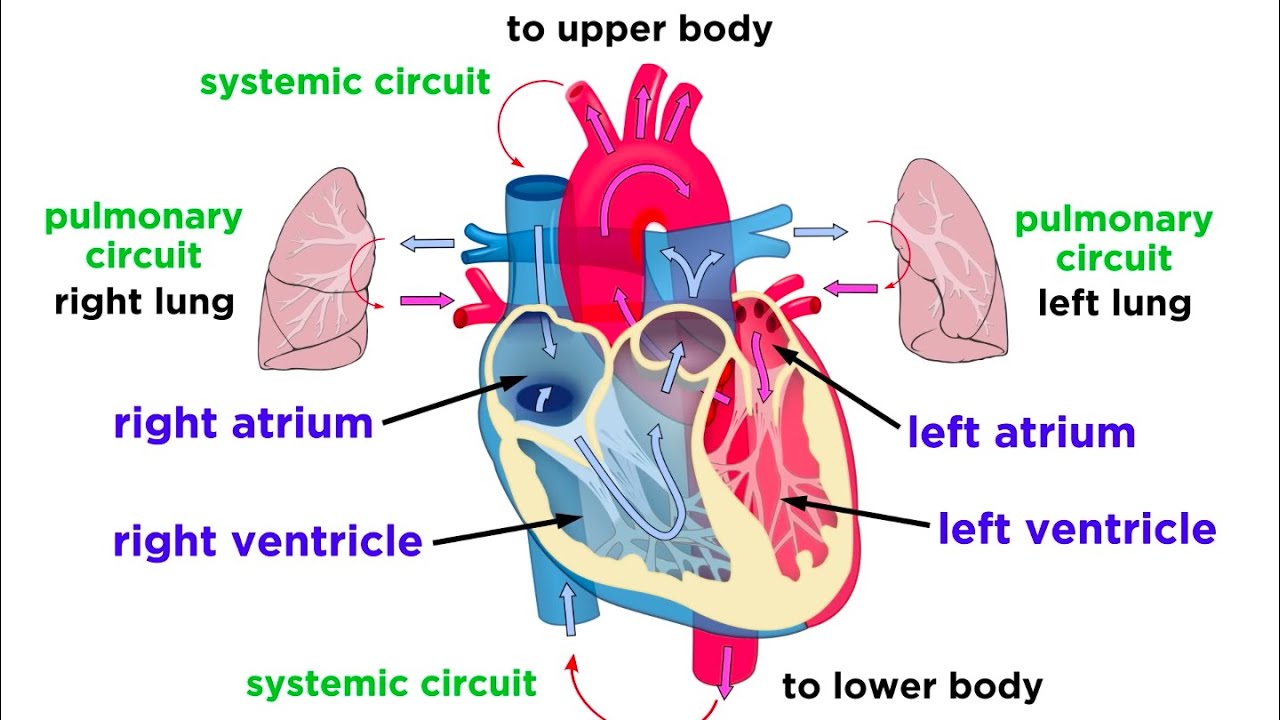 Circulatory System Diagram And Functions