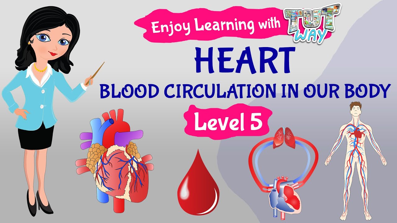 Heart | Study about Blood Circulation in our Body | Science | Grade-5 ...