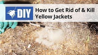 How to Get Rid of Yellow Jackets & Wasps 