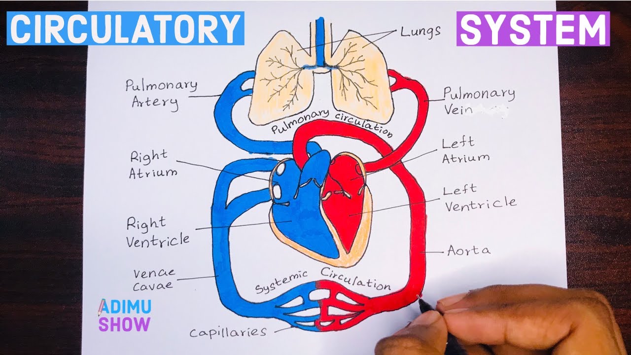 Great How To Draw The Circulatory System of all time Don t miss out ...