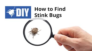 How to Find Stink Bugs