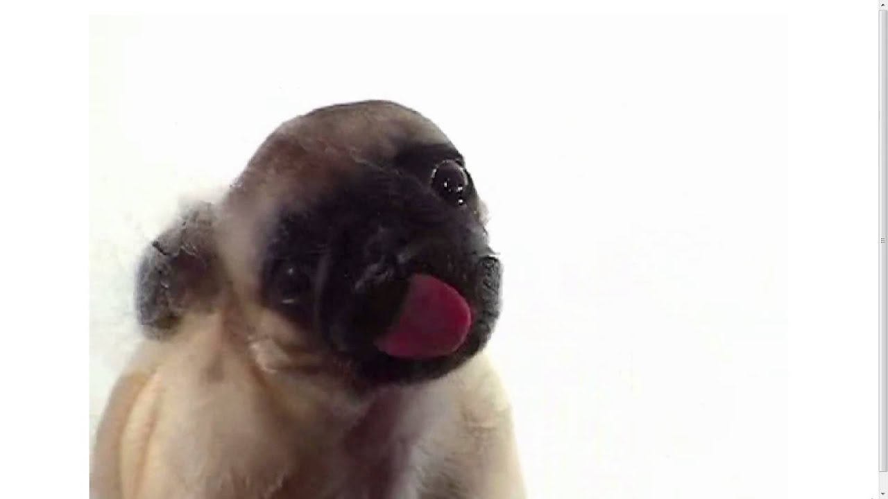 animated wallpaper dog licking screen