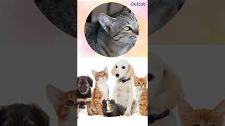 The Cutest Cat Breed You've Never Heard Of (Ocicat Facts)