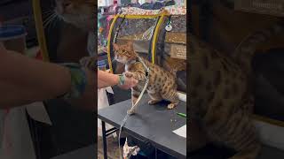 Ocicat does tricks.  #catshow #catlover #ocicat #catlover