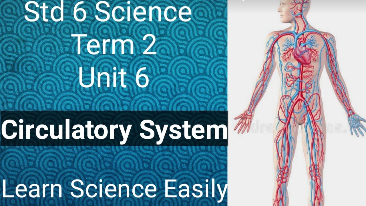 Circulatory System| Learn Science Easily| Std 6 Science| Term 2| Unit 6 ...