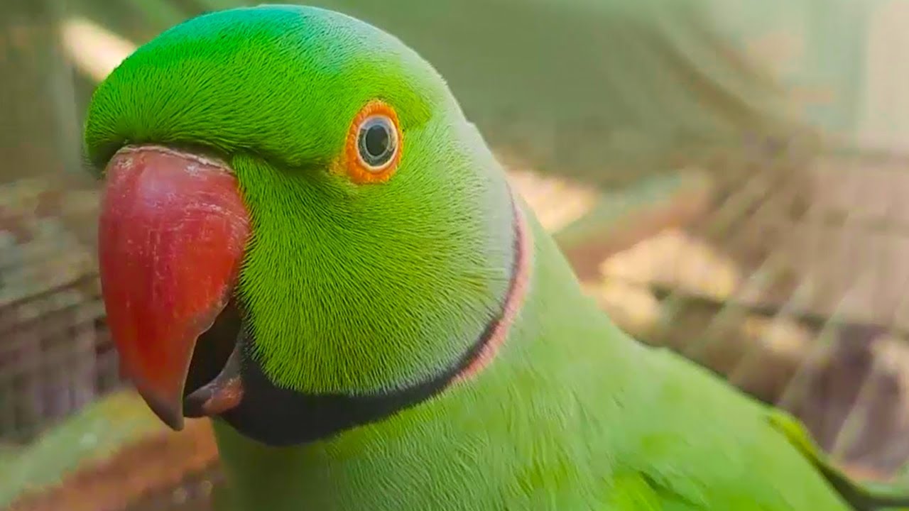 Cute Mitthu Talking On Cage | Green Talking Parrots Having Fun On Their ...