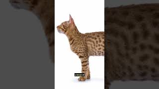 Cat breeds: Ocicat #shorts #pets #cats #feline #catbreed #ocicat #catlover