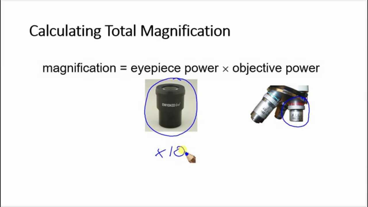 How To Calculate The Magnification Of A Microscope | vlr.eng.br