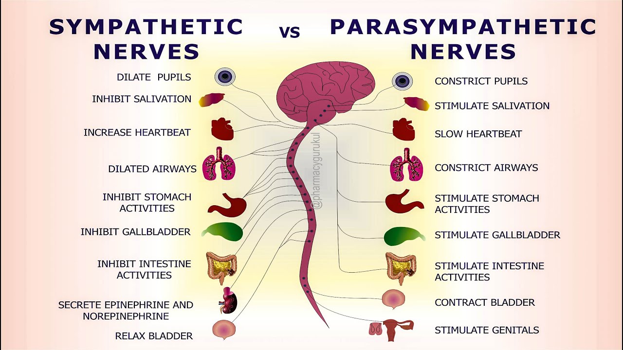 What Is The Difference Between Sympathetic And Parasympathetic Nervous ...