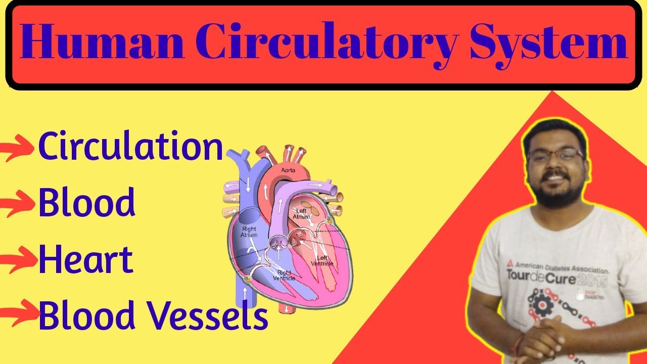 Human Circulatory System Class 10|| Heart || Class 10 Biology - YouTube