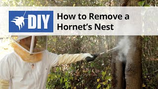 How to Get Rid of Wasps & Hornets (Nest Removal) 