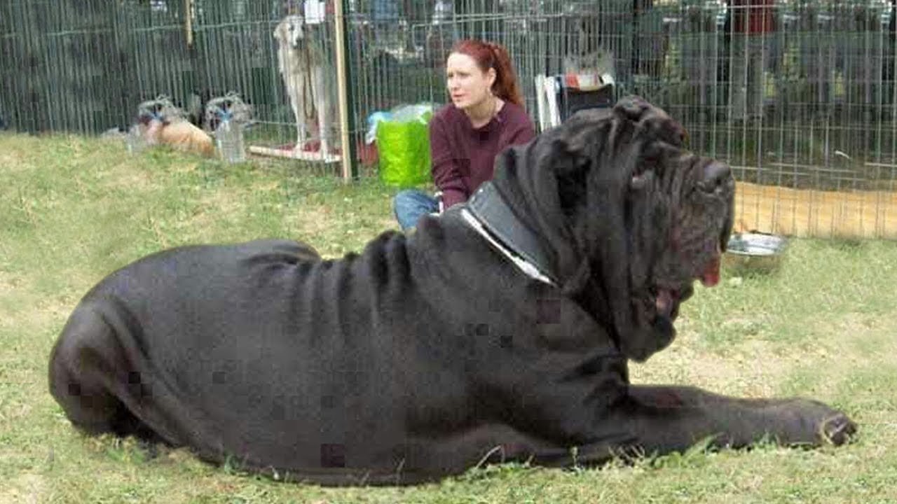 Very Large Dog