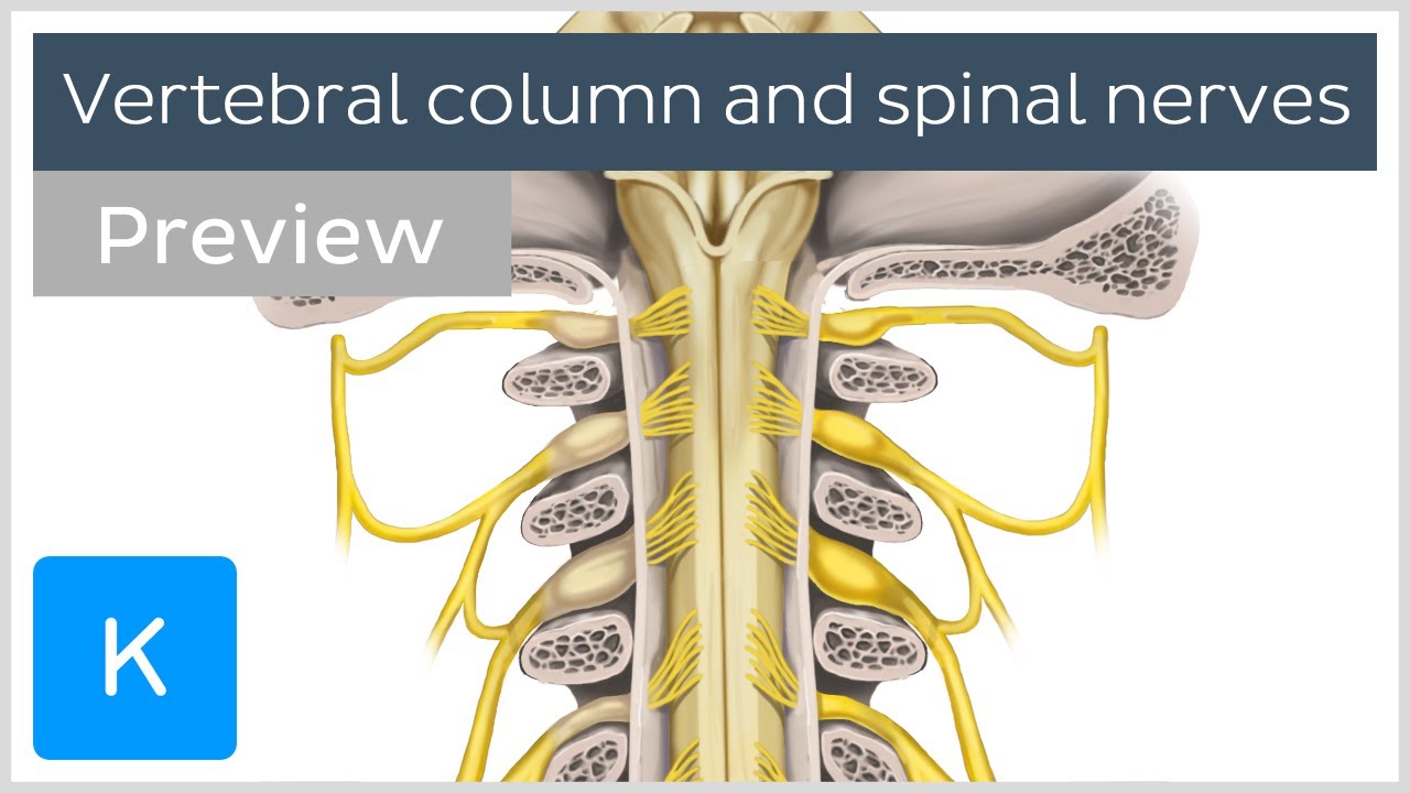 Human Vertebral Column Anatomy