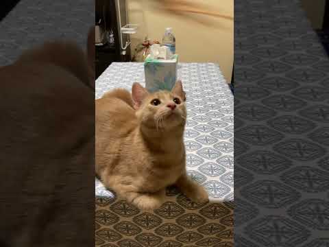 Cute Cat Luca - YouTube