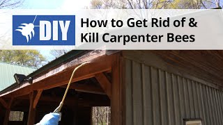 How to Get Rid of Carpenter Bees