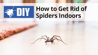 How to Get Rid of Spiders Indoors