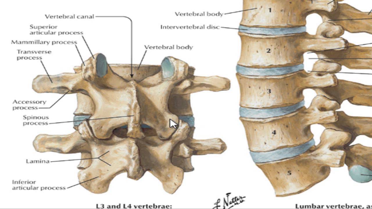 The vertebral column - YouTube