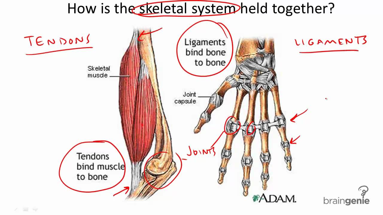 Diagram Of Tendons And Ligaments