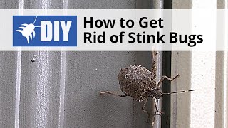 How to Get Rid of Stink Bugs