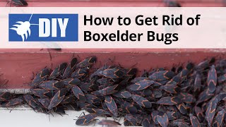 How to Get Rid of Boxelder Bugs