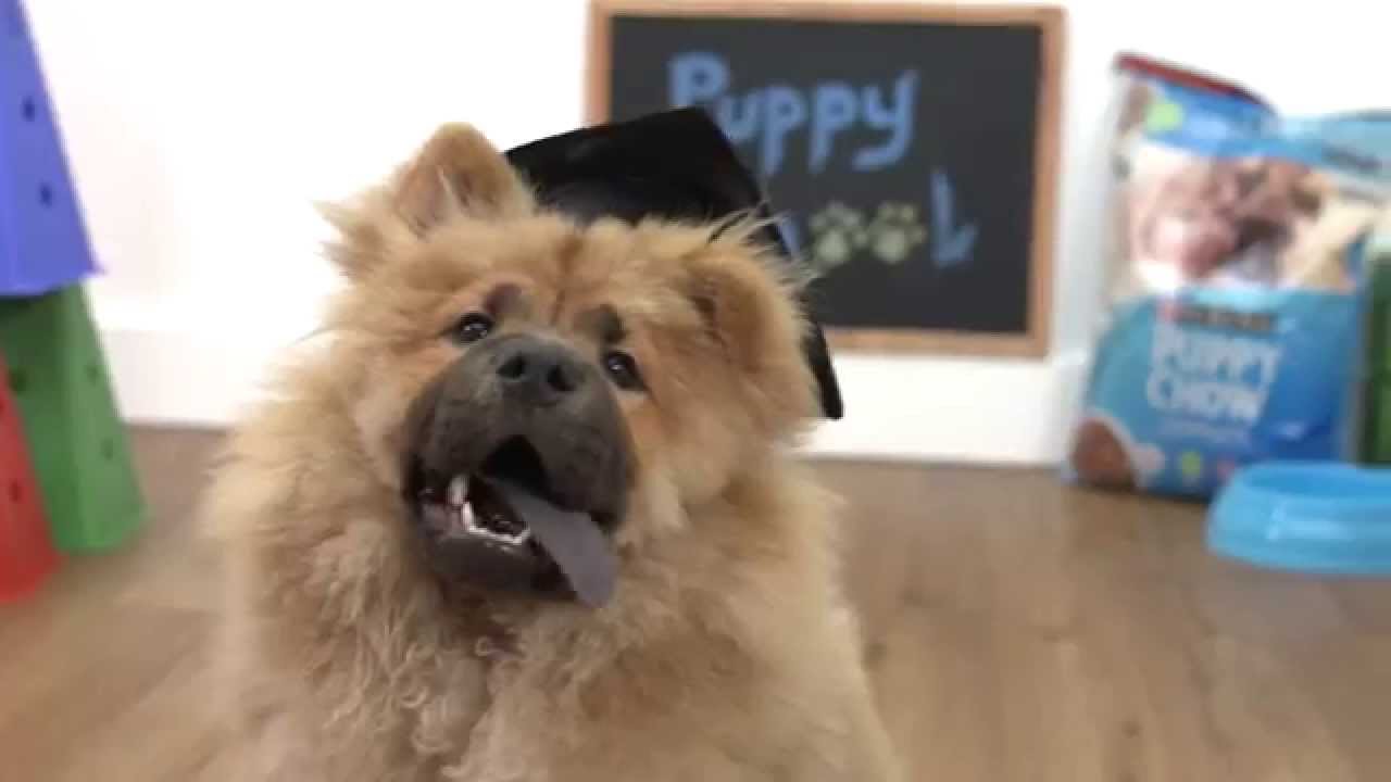 Puppy's First: Tails From School - YouTube