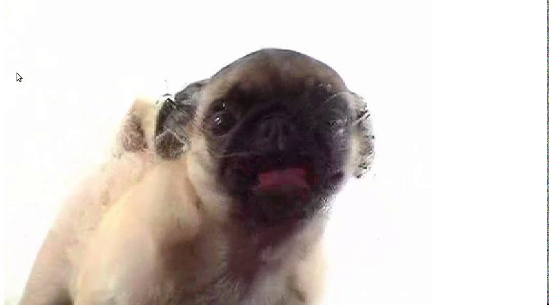 animated wallpaper dog licking screen