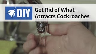 Get Rid of What Attracts Cockroaches