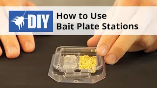 How to Use Bait Plate Stations for Ants & Roaches