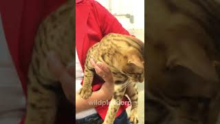 'Ocicat: Wild beauty, friendly personality, and endless energy!' #like #share #kitten #cat #animals