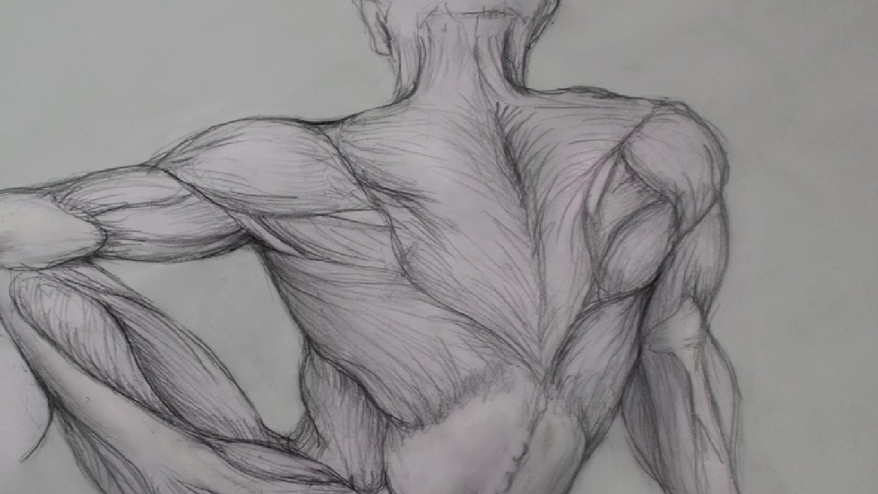 Creative Anatomy Drawings