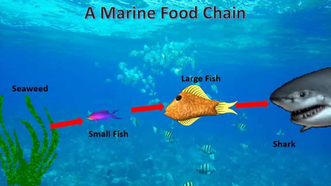 Food Chain Of The Sea