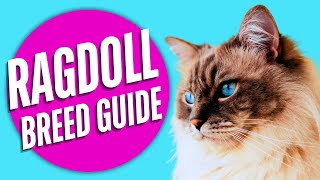 Ragdoll Cat Breed: The Complete Guide